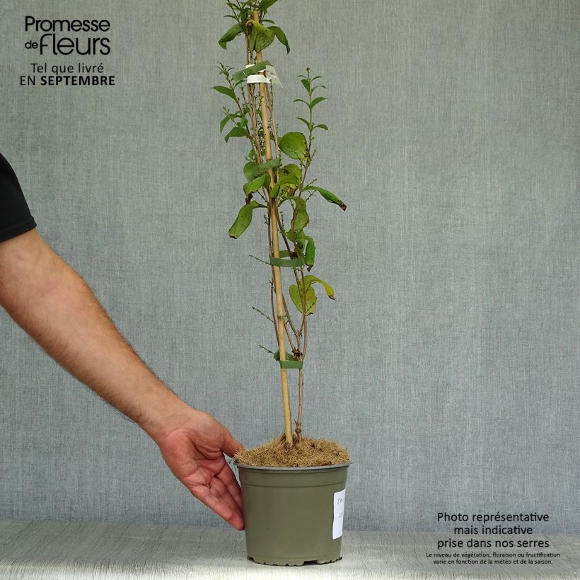 Exemplaar van Abeliophyllum distichum - Witte forsythia Pot van 2 l/3 l zoals geleverd in de herfst