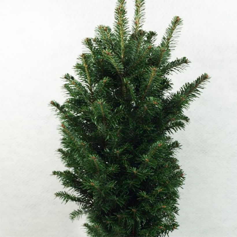 Abies alba Pyramidalis - Zilverspar (Plant habit)