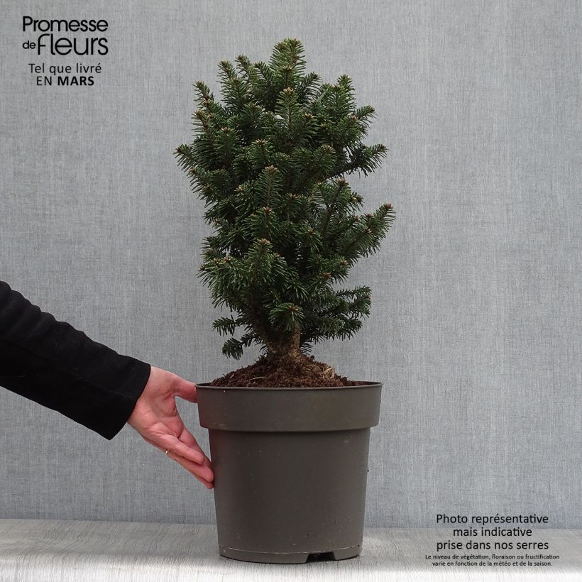 Example of Abies alba Pyramidalis - Sapin blanc nain Pot van 7,5 l/10 l as you get in printemps