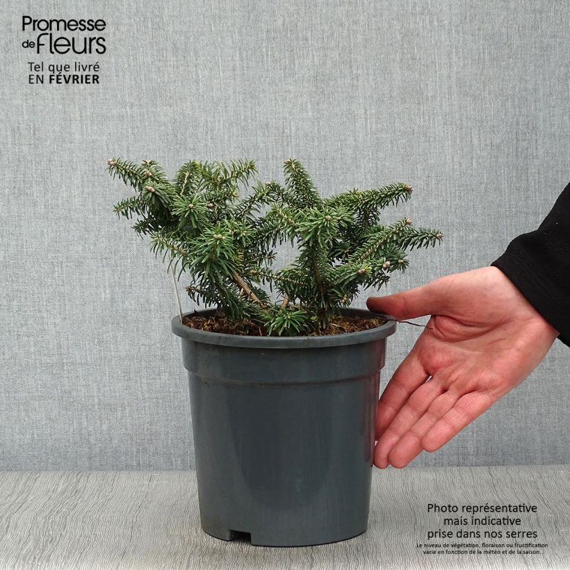 Example of Abies balsamea Nana - Balsemzilverspar Pot van 2 l/3 l as you get in hiver