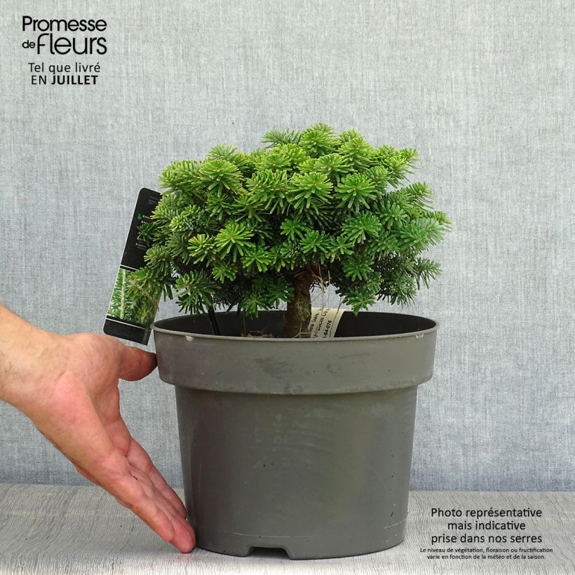 Exemplaar van Abies balsamea Nana - Balsemzilverspar Pot van 4 l/5 l zoals geleverd in de zomer