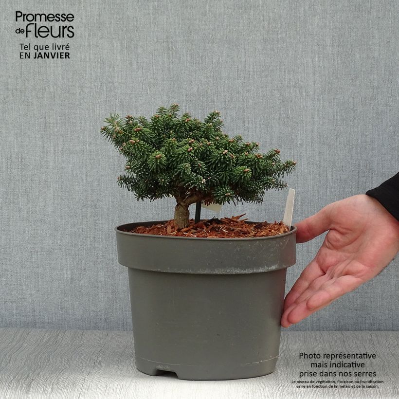 Example of Abies balsamea Nana - Balsemzilverspar Pot van 4 l/5 l as you get in hiver