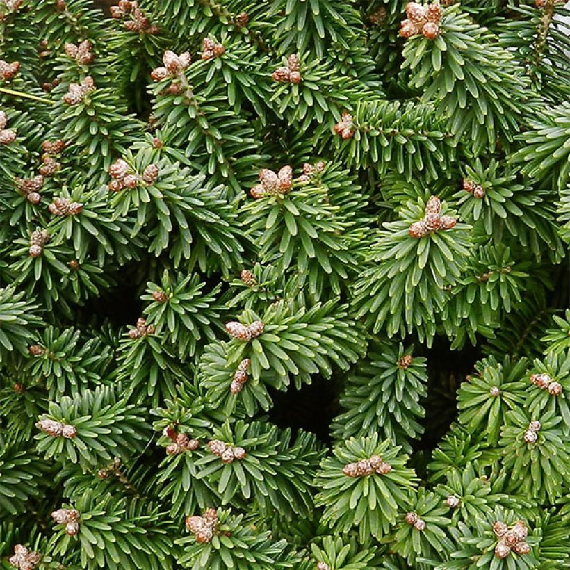 Abies balsamea Piccolo - Balsemzilverspar (Foliage)