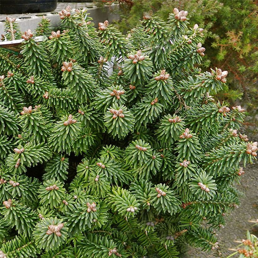 Abies balsamea Piccolo - Balsemzilverspar (Plant habit)