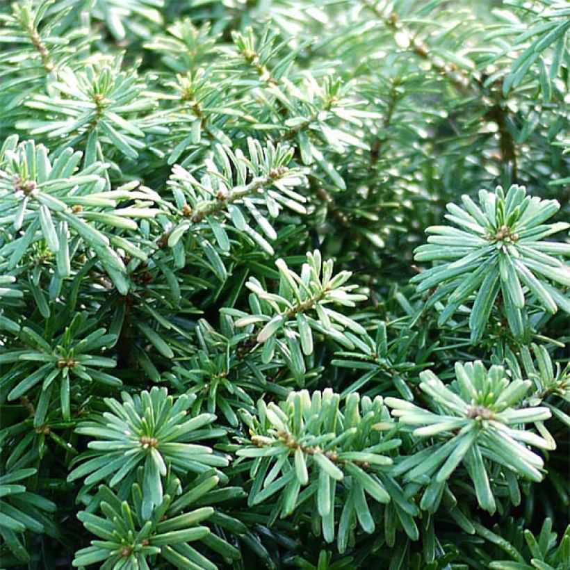 Abies koreana Cis - Koreaanse zilverspar (Foliage)