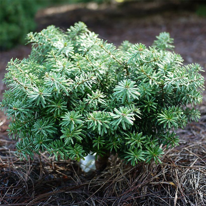 Abies koreana Cis - Koreaanse zilverspar (Plant habit)