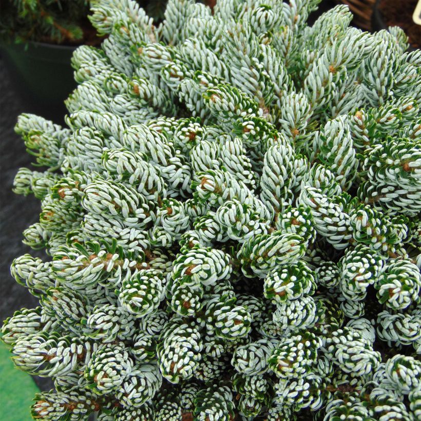 Abies koreana Kohout's Icebreaker® - Koreaanse zilverspar (Foliage)