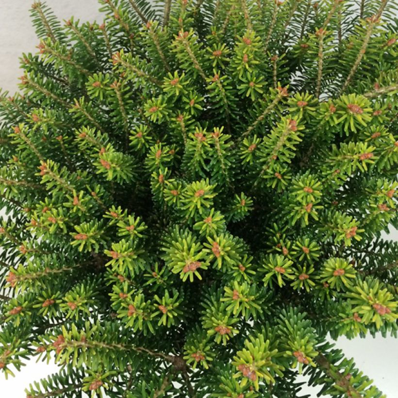 Abies koreana Luminetta - Koreaanse zilverspar (Foliage)