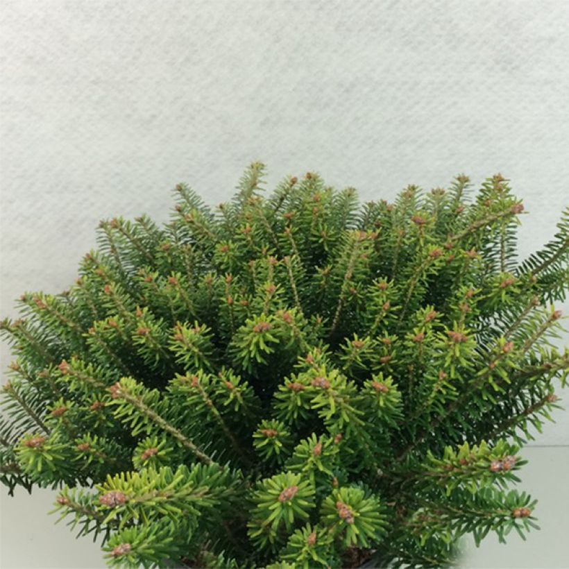 Abies koreana Luminetta - Koreaanse zilverspar (Plant habit)