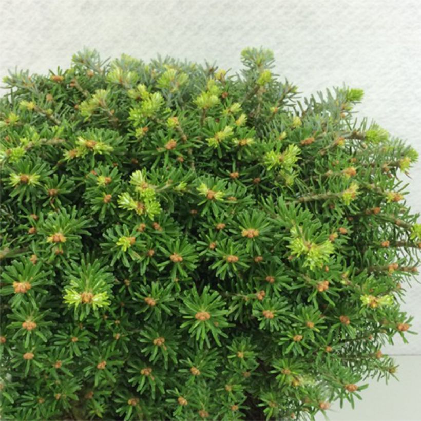 Abies koreana Nadelkissen - Koreaanse zilverspar (Groeiplaats)