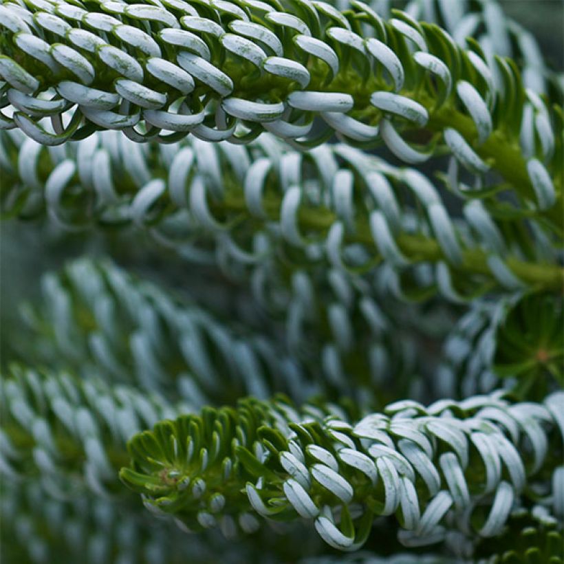 Abies koreana Silberlocke - Koreaanse zilverspar (Foliage)