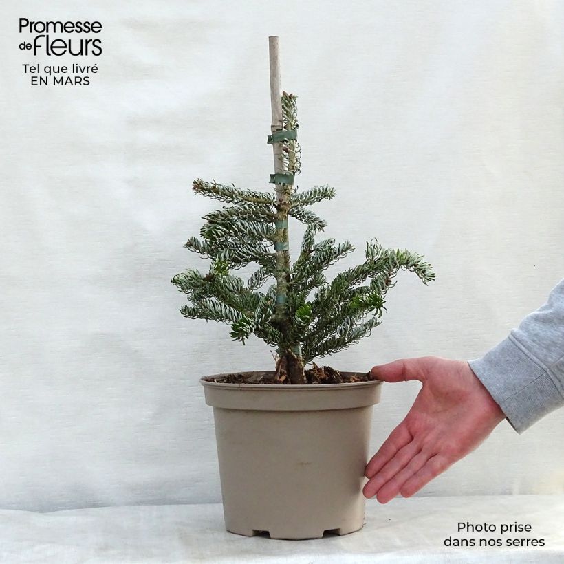 Exemplaar van Abies koreana Silberlocke - Koreaanse zilverspar Pot van 4 l/5 l zoals geleverd in de lente