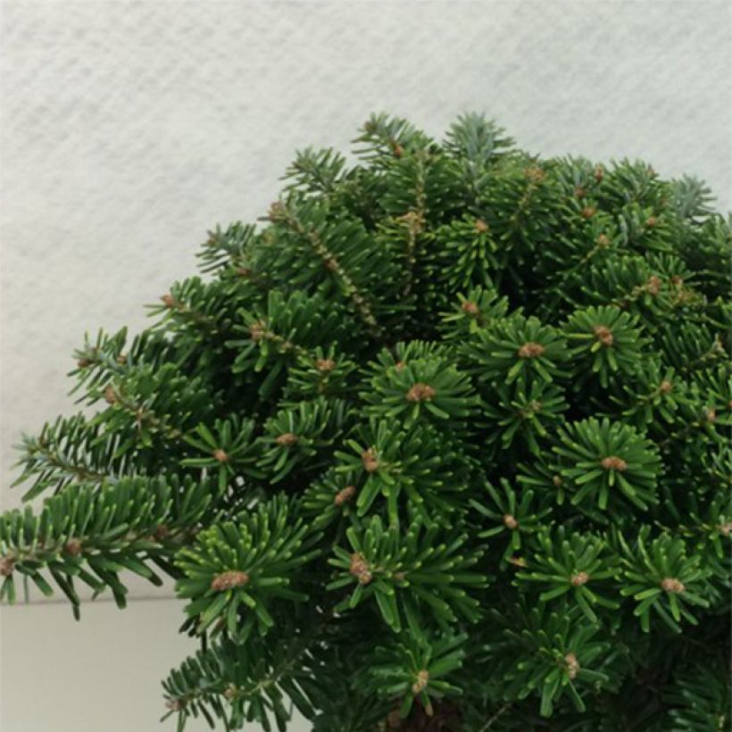 Abies koreana Tundra - Koreaanse zilverspar (Groeiplaats)