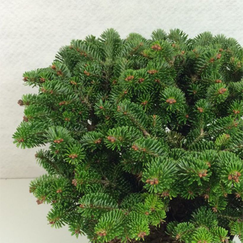 Abies nordmanniana Münsterland - Nordmann-spar (Plant habit)