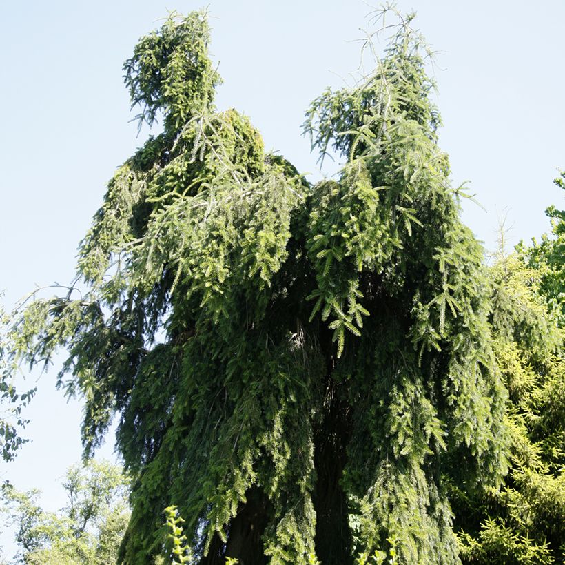 Abies nordmanniana Pendula - Nordmann-spar (Groeiplaats)