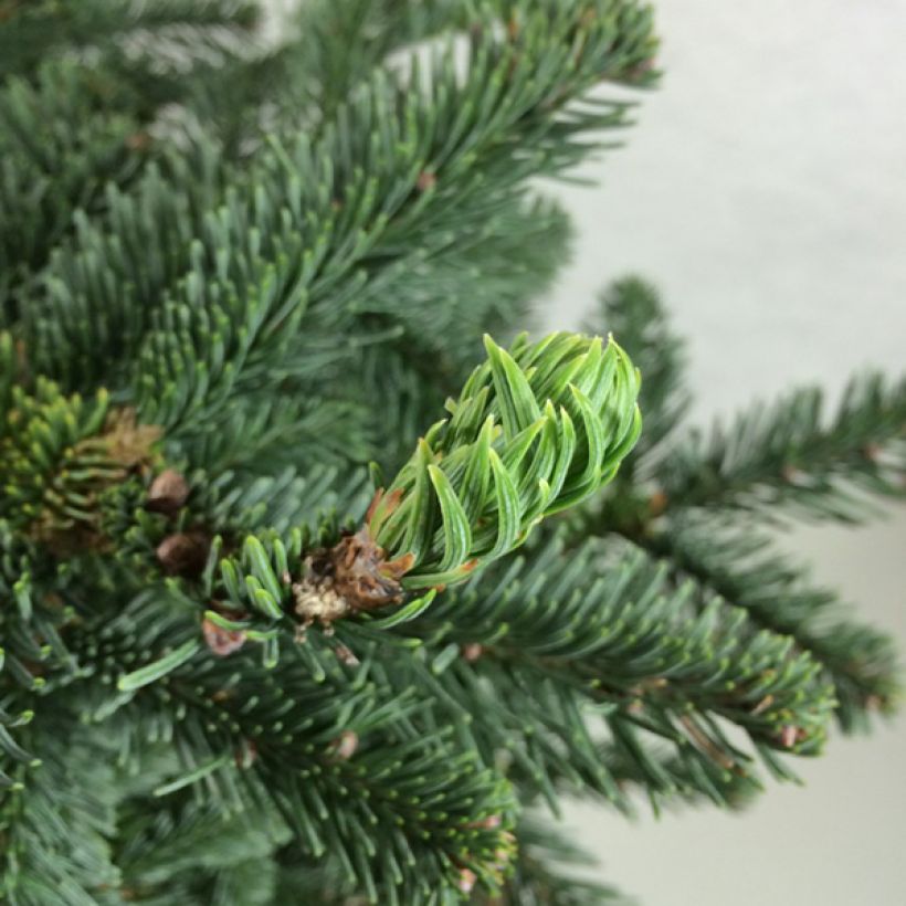 Abies procera Bizzarro - Edelspar (Blad)