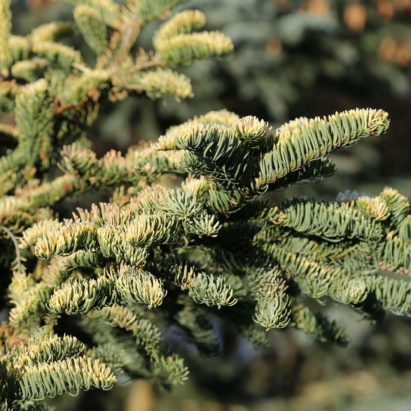 Abies procera Sherwoodii - Edelspar (Blad)