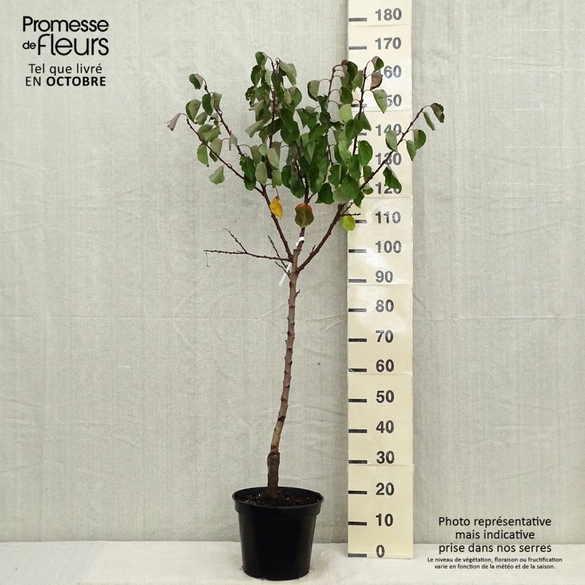 Exemplaar van Abrikozenboom Bergeron Pot van 7,5 l/10 l, Kelkvormig zoals geleverd in de herfst