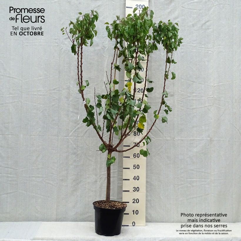 Exemplaar van Abrikozenboom Pools Pot van 7,5 l/10 l, Kelkvormig zoals geleverd in de herfst