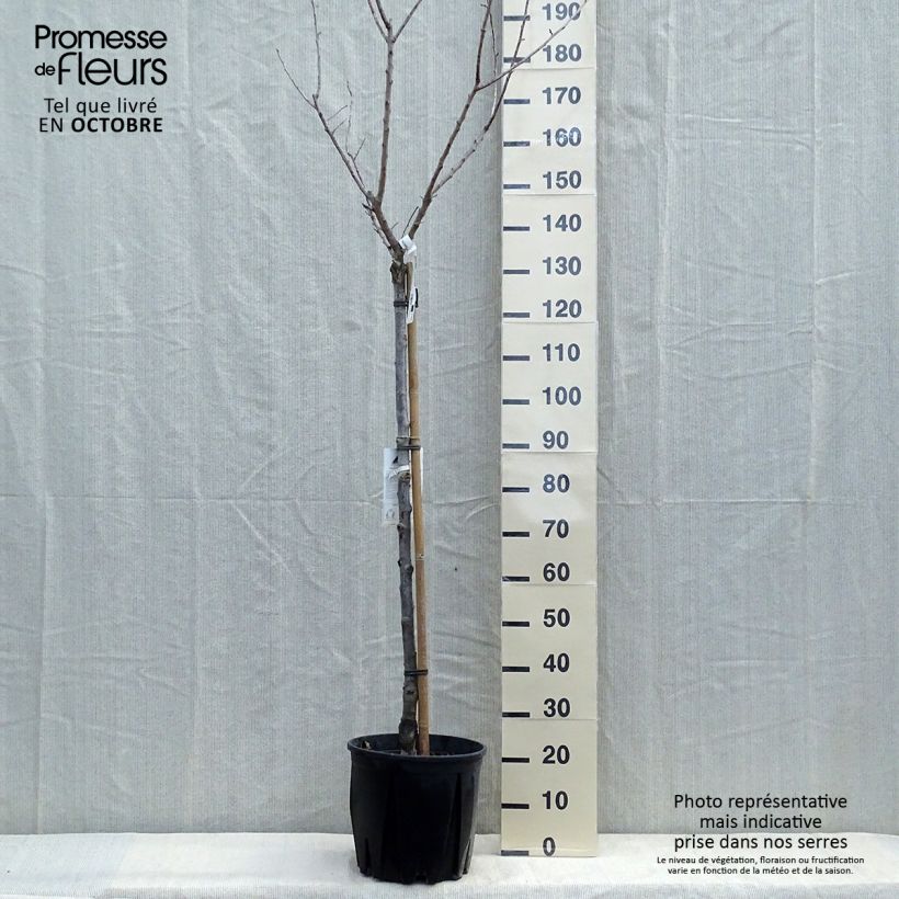 Exemplaar van Abrikozenboom Bulida Pot van 7,5 l/10 l, Half-hoge stam zoals geleverd in de herfst
