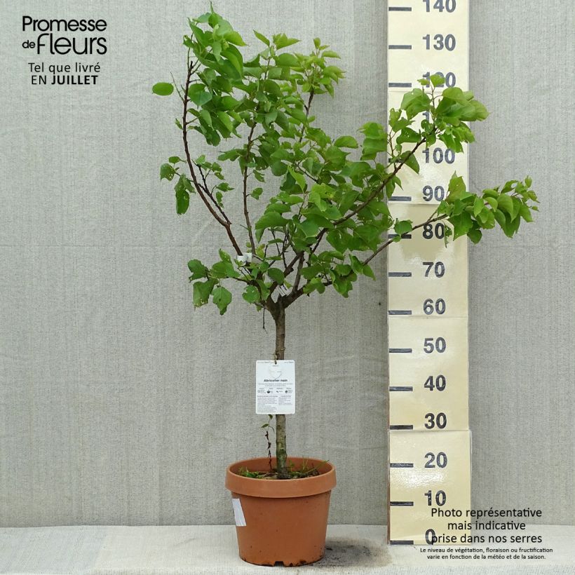 Exemplaar van Dwergabrikozenboom Nanum Pot van 7,5 l/10 l, Dwerg zoals geleverd in de zomer