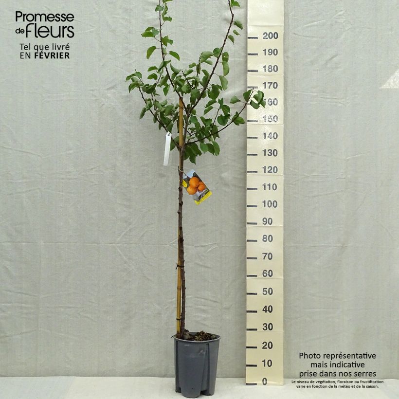 Exemplaar van Abrikozenboom Pêche de Nancy Pot van 7,5 l/10 l, Half-hoge stam zoals geleverd in de herfst