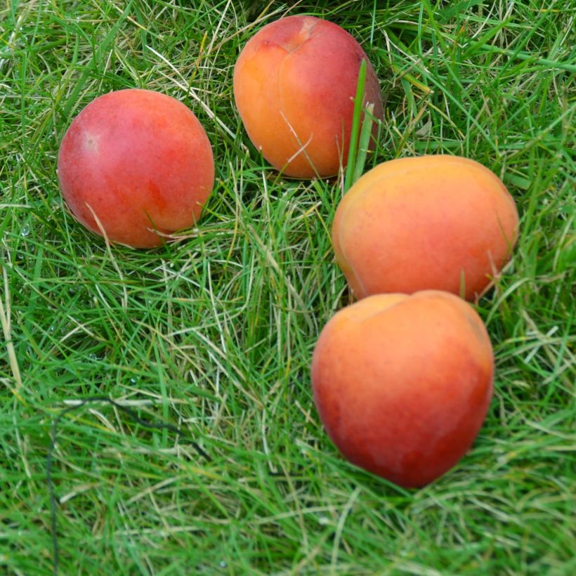 Abrikozenboom Delmast Georges Delbard (Oogst)