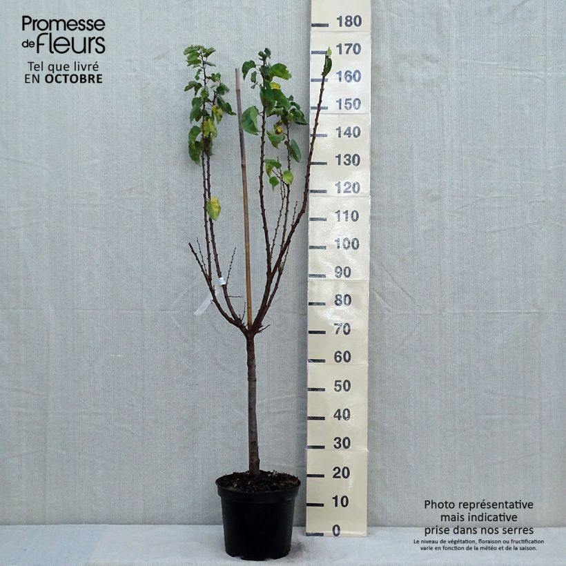 Exemplaar van Abrikozenboom Rouge du Roussillon Pot van 7,5 l/10 l, Kelkvormig zoals geleverd in de herfst