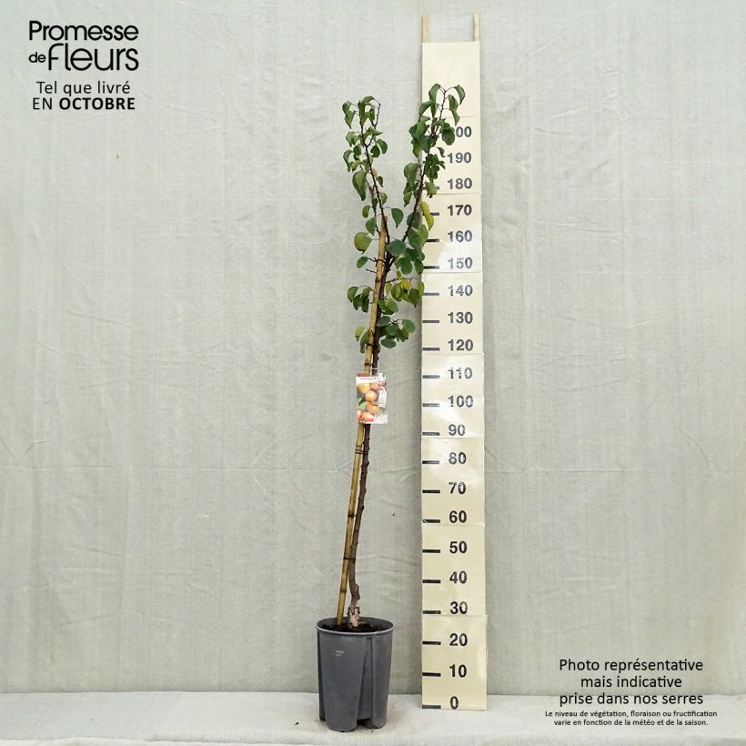 Exemplaar van Abrikozenboom Royal Pot van 7,5 l/10 l, Half-hoge stam zoals geleverd in de herfst
