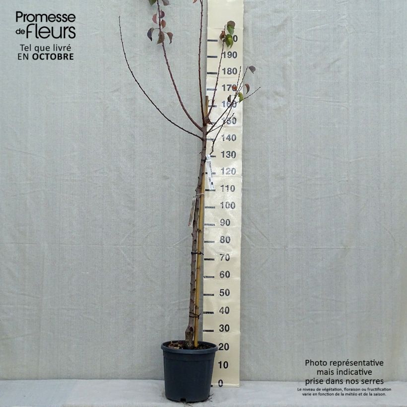 Exemplaar van Abrikozenboom Late van Tain Pot van 7,5 l/10 l, Half-hoge stam zoals geleverd in de herfst