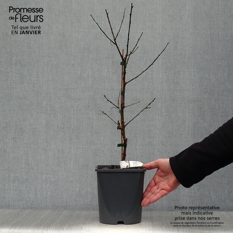 Exemplaar van Dwergabrikozenboom Fruit Me Apricot Me Pending Pot van 4 l/5 l, Dwerg zoals geleverd in de winter