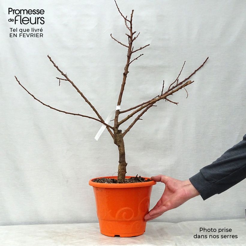 Exemplaar van Dwergabrikozenboom Garden Aprigold Pot van 6 l/7 l, Kwartstam zoals geleverd in de winter