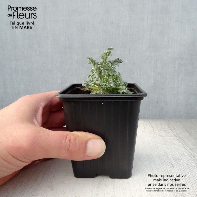 Exemplaar van Absintalsem BIO - Artemisia absinthium Kweekpotje van 7/8 cm zoals geleverd in de lente