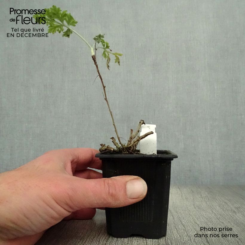 Exemplaar van Absintalsem - Artemisia absinthium Kweekpotje van 8/9 cm zoals geleverd in de winter