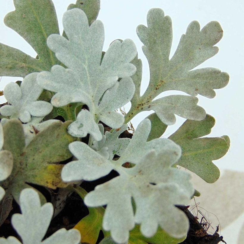 Artemisia stelleriana Boughton Silver - Alsem (Foliage)