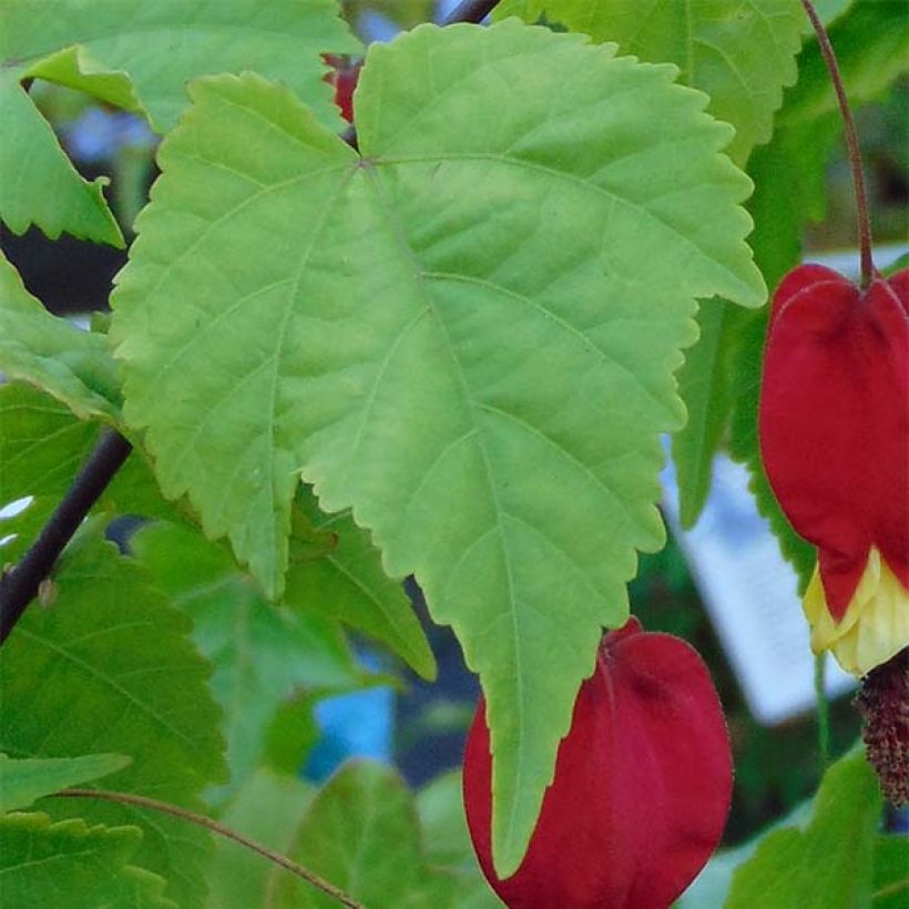 Abutilon megapotamicum - Belgische vlag (Foliage)