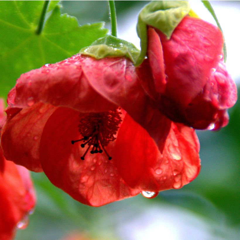 Abutilon Cannington Carol - Chinese lantaarn (Bloei)