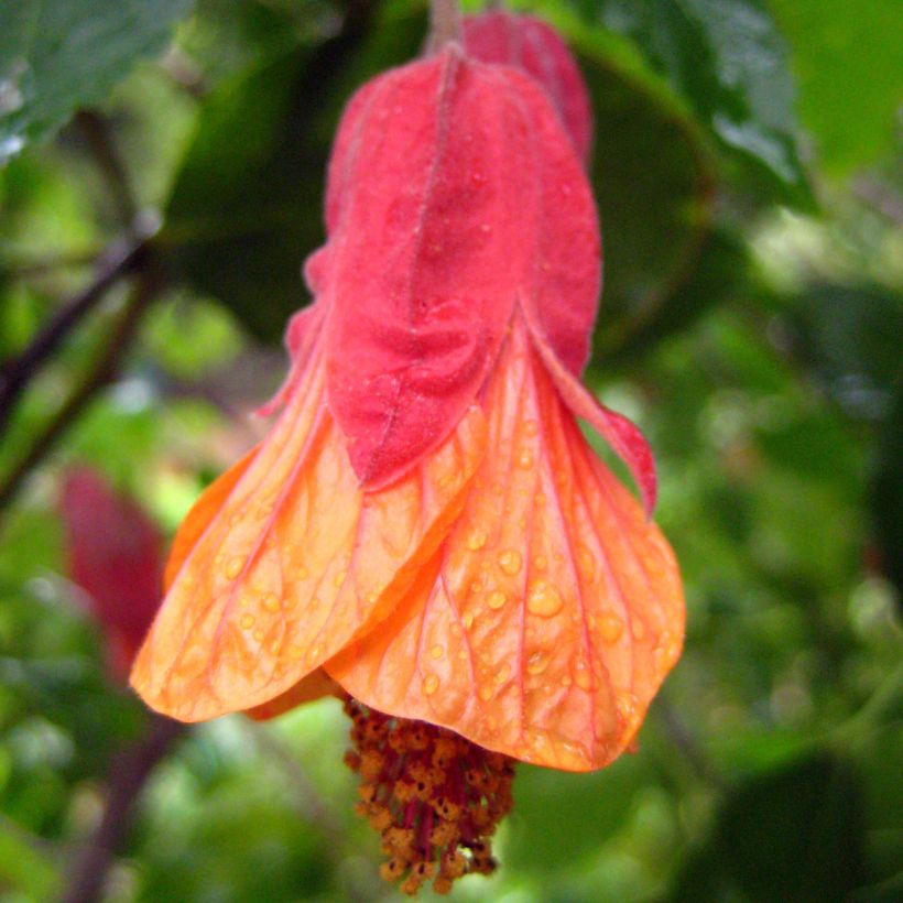 Abutilon Patrick Synge - Chinese lantaarn (Bloei)