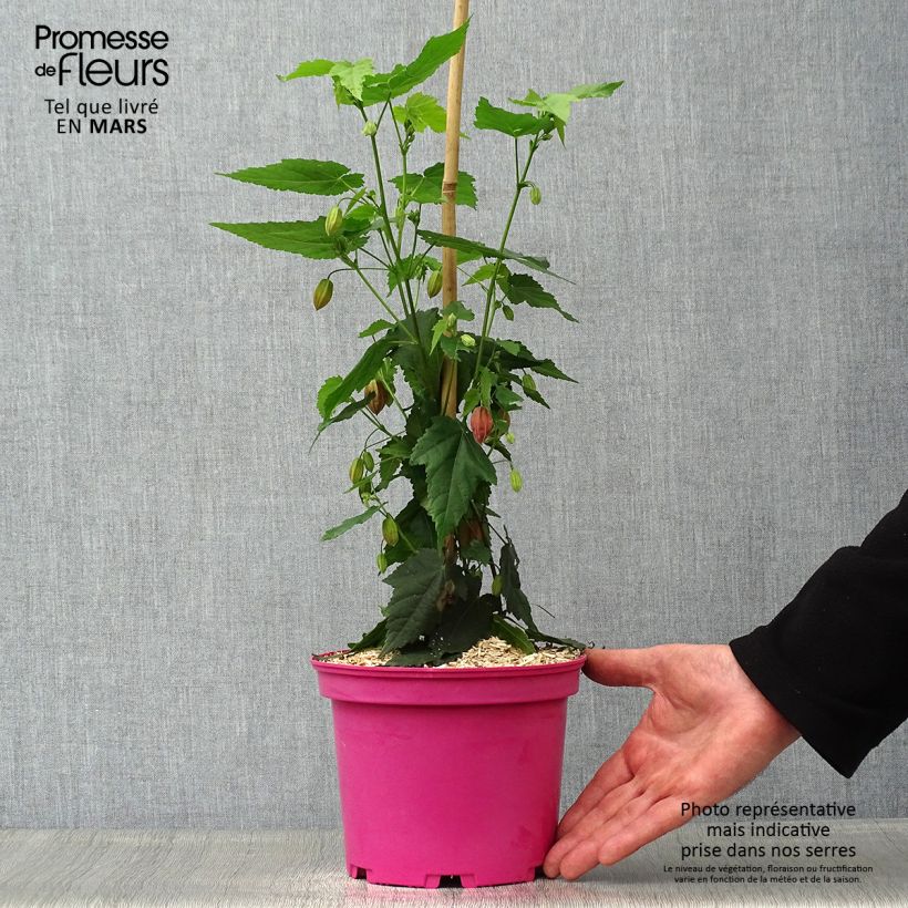 Exemplaar van Abutilon Pink Charm - Belgische vlag Pot van 3 l/4 l zoals geleverd in de lente