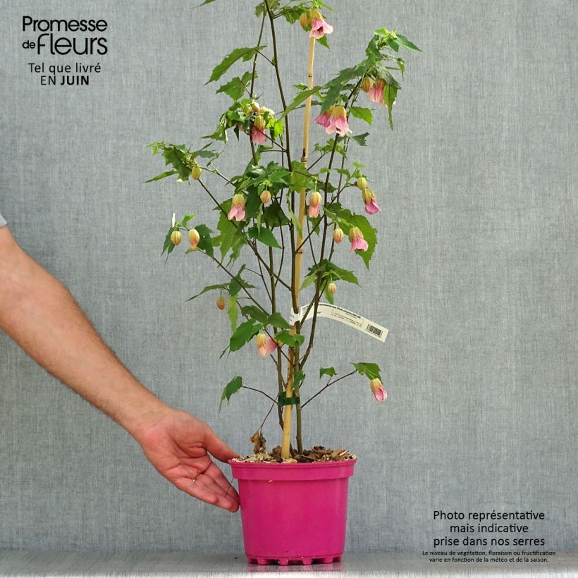Exemplaar van Abutilon Pink Charm - Belgische vlag Pot van 3 l/4 l zoals geleverd in de zomer
