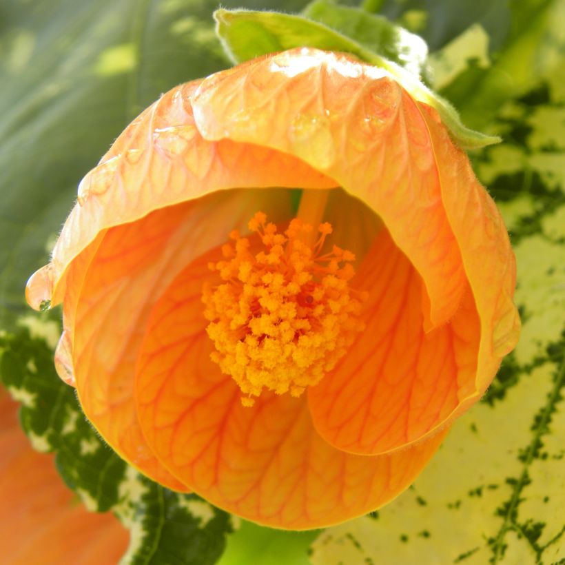 Abutilon Savitzii - Chinese lantaarn (Bloei)