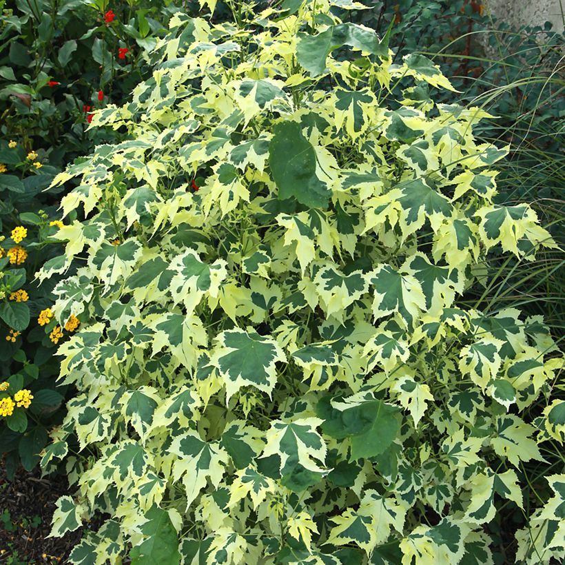 Abutilon Savitzii - Chinese lantaarn (Blad)