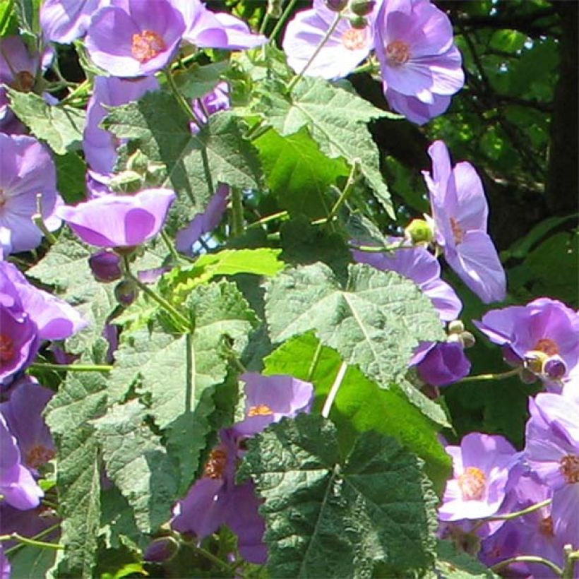 Abutilon Suntense - Chinese lantaarn (Foliage)