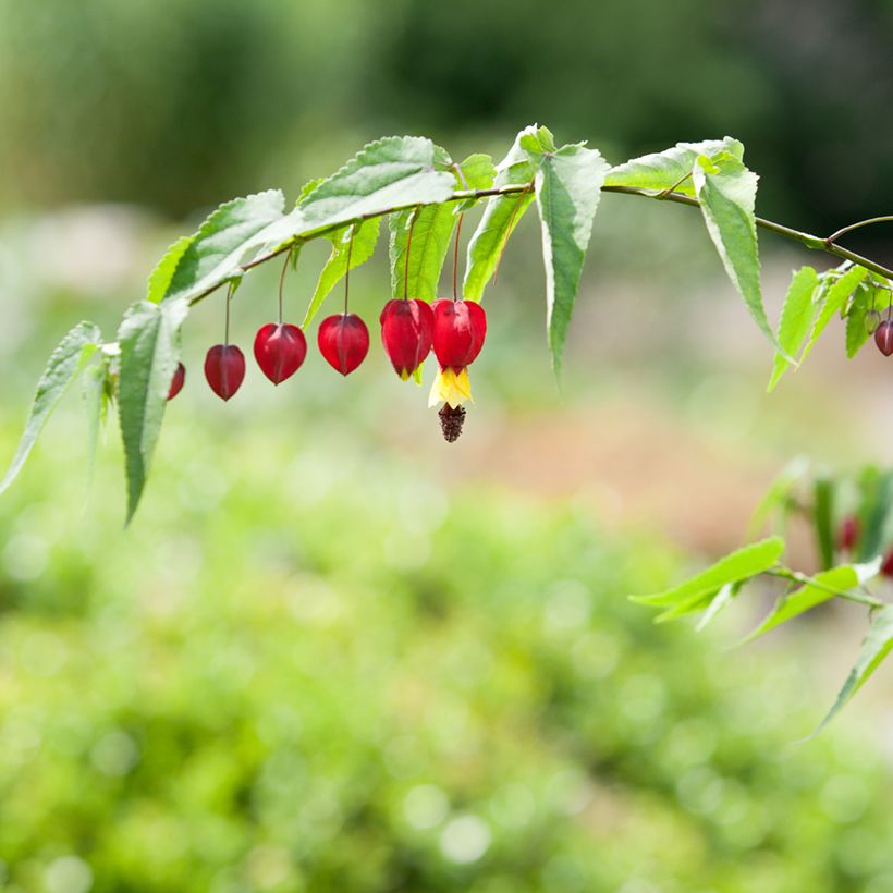 Abutilon megapotamicum - Belgische vlag (Bloei)