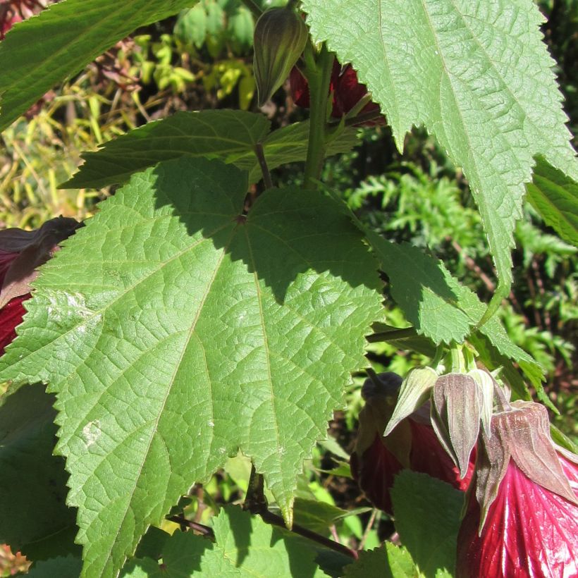 Abutilon Nabob - Chinese lantaarn (Blad)