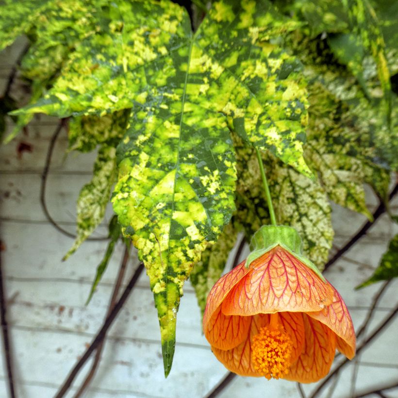 Abutilon pictum Thompsonii - Chinese lantaarn (Blad)