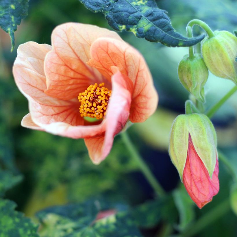 Abutilon pictum Thompsonii - Chinese lantaarn (Bloei)