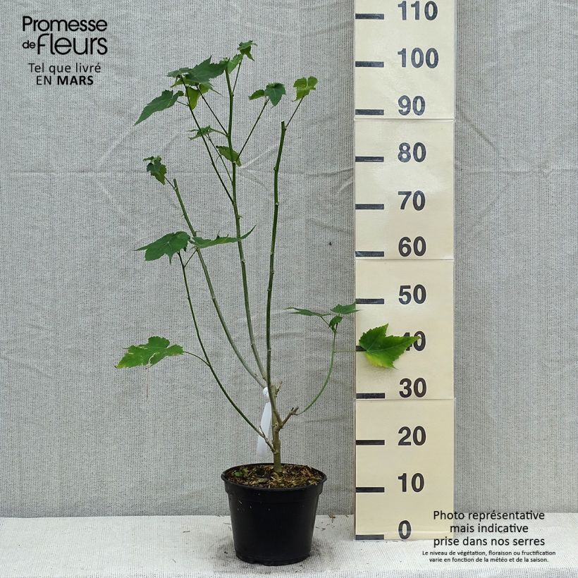 Exemplaar van Abutilon striatum Redvein - Chinese lantaarn Pot van 3 l/4 l zoals geleverd in de lente