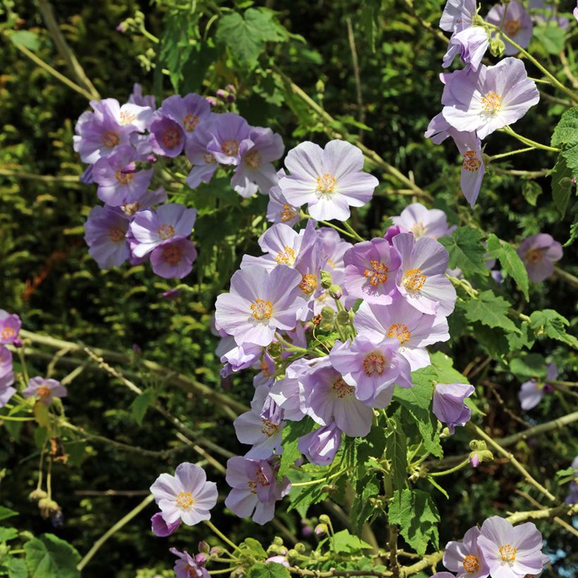 Abutilon vitifolium - Chinese lantaarn (Bloei)