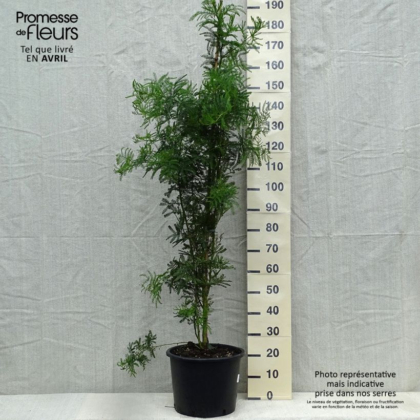 Example of Acacia baileyana - Mimosa de Bailey Pot van 7,5 l/10 l as you get in printemps